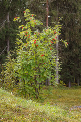 Rowan on the background of the forest