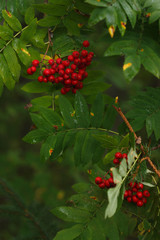 Red rowan fruit on a background of green leaves