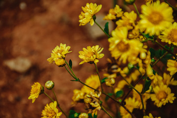 Background with blossoming a chrysanthemum. Floral spring background. Top view of yellow chrysanthemums.