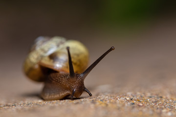Garden snail (Helix aspersa) in spring garden, european wildlife, Czech Republic