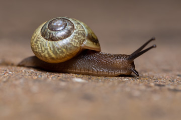 Garden snail (Helix aspersa) in spring garden, european wildlife, Czech Republic