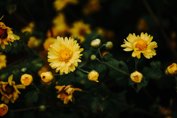 Fototapeta premium Background with blossoming a chrysanthemum. Floral spring background. Top view of yellow chrysanthemums.