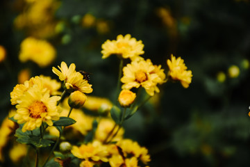 Background with blossoming a chrysanthemum. Floral spring background. Top view of yellow chrysanthemums.