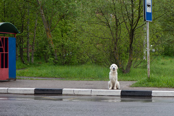 Lonely dog sits at the bus stop waiting