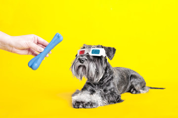 dog. miniature schnauzer. posing in the studio on a yellow background.