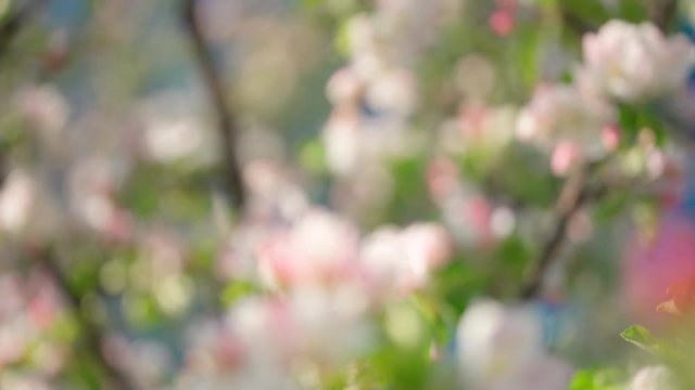 Beautiful Spring Apple tree flowers blossom, close up. Spring flowering apple tree on a background of blue sky at sunset. Spring orchard branches sway in the wind