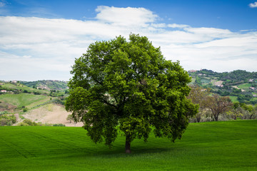 A large oak