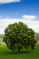 A large oak
