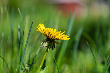 Yellow dandelion flower (Taraxacum officinale). Dandelions field background on spring sunny day. Blooming dandelion.