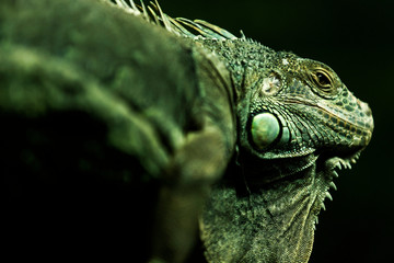 close up of a green iguana