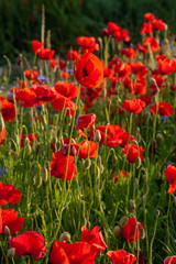 A field of poppies at sunset in the shallow depths of the field. The sunset looks good as a backdrop for posters and banners. Warm sunlight on spring evenings.
