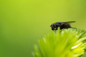 Mouche posée