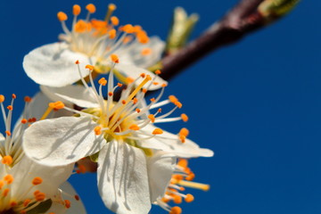 apple blossom in the blue sky