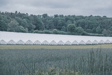 on  green field are many foil greenhouses