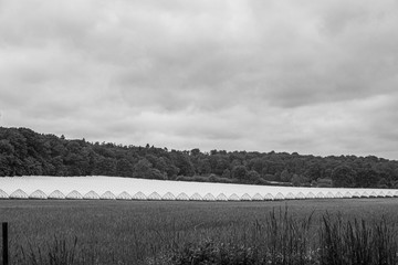 Fototapeta premium on green field are many foil greenhouses