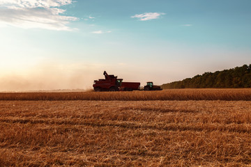 Naklejka premium Combine harvester in a wheat field on a sunny summer day