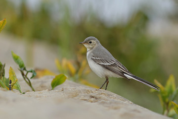 Fototapeta premium robin on the branch