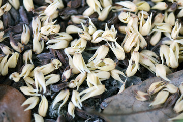 close up fallen pygmy date palm flowers on ground with tiny ant