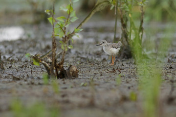 wild duck in the grass