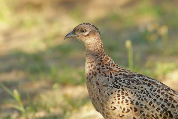 pheasant in the grass