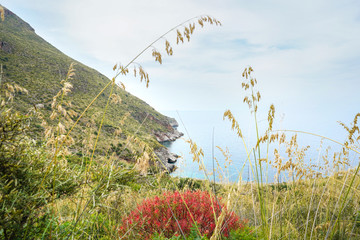 Peaceful view with red flowers and sea in Nature Reserve Zingaro in Sicily