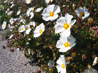 White flowers cistus or cistus salviifolius on the bush. - obrazy, fototapety, plakaty