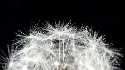 Dandelion flower head with fluffy seeds in dew