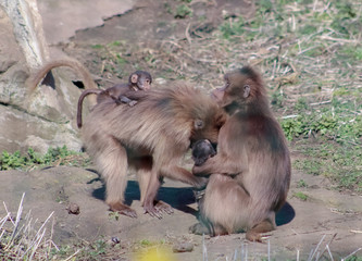 Family Brown Capuchin together