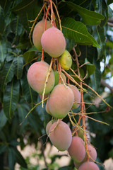 Yellow and Green Mangoes on the tree