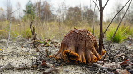 Amazing autumn mushroom, similar to either a brown tortoise shell or an unusual old lampshade.