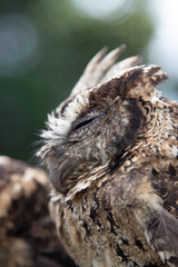 Portrait of a cute brown owl with closed eyes in profile. Bird, feathers, animal, wings, fly, crest, beak