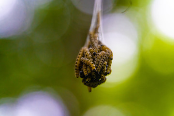 close up of oak processionary caterpillars