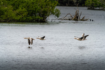 geese flying low over water