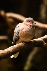 Pigeon