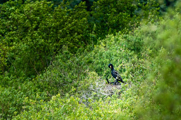 cormorant sitting on a nest