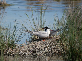 couple of Arctic tern defending the straw nest in the lagoon