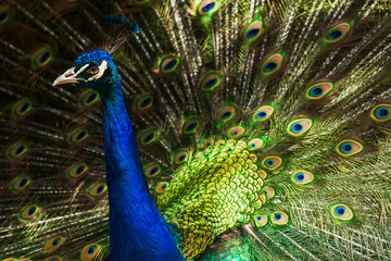 Fototapeta na wymiar Peacock