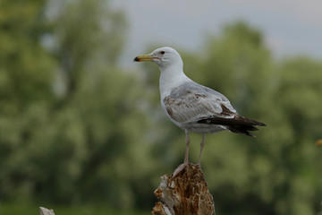 seagull on the beach