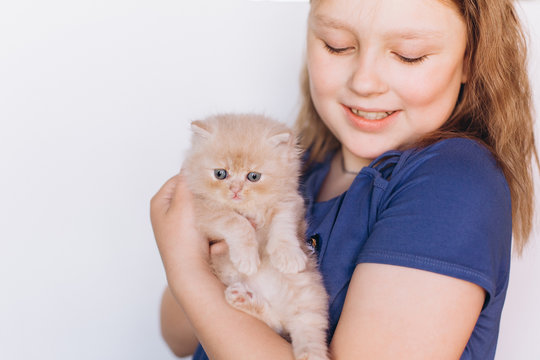Little cute persian domestic kitten in girl's hand. Cat and child at home