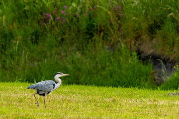 Heron walking in the green grass