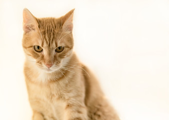 Ginger Cat isolated over white background. Animal portrait.