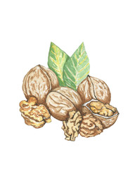 Watercolor walnuts and cracked seeds with green leaves close up isolated on white background