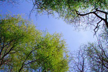 Look up tree in spring with green leaves against the sky view from the bottom