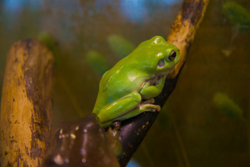 Wildlife. Reptiles.Reptiles in the zoo. Reptiles in the wild