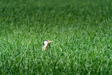 Heron hidden in the green grass