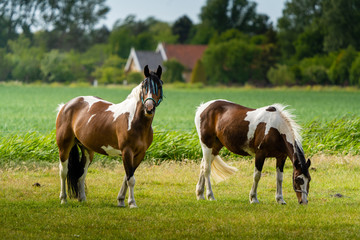 horses in the meadow