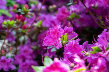 purple flowers in the garden