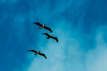 Pelicans