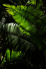 Mexican jungle
