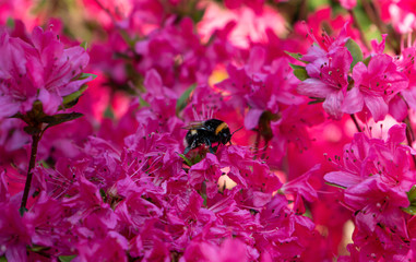 tired bee on pink flowers